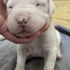 akc dogo argentino puppies for sale