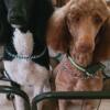 AKC STANDARD POODLE PUPPIES COMING IN JULY