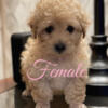 Toy Poodle (Tiny teacup Female) 2000 obo