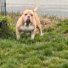 Abkc American Bully Puppies due 5/25/24