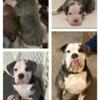 Beautiful Blue Trindle Olde English Bulldogge available for stud.
