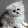 Silver Persian British mixed kittens 1 boy and 2 girls blue eyes