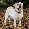 AKC OFA EXCELLENT MALE LAB STUD GENETIC TESTED