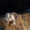 Female Bully For Sale