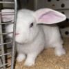 Holland lop / lion head cross very social and sweet