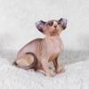 Lilac & White Male Elf Kitten - AVAILABLE - Hairless Sphynx Elf Bambino & Dwelf Kittens - SphynxKing.Com