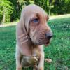 4 Male Bloodhound Puppies looking for forever homes