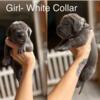 Great dane puppies ready for new home