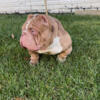 Lilac Chocolate Merle Exotic Bully STUD - YOUNG HU$TLA