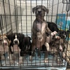 pups for sale!