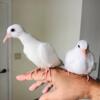 White ringneck doves (palomas) - 4 weeks old (Doral)