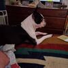 ASAP Boston terrier male wanted or frenchie for stud.