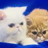 Sweet, Healthy and Playful 4-month-old Male Exotic Shorthair Kittens