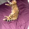 Bengal Kittens for sale cheap!
