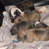 Akc champ lines bull terrier pups