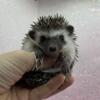 Hedgehog Babies Available