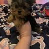 Tiny CKC Registered Male  Yorkie Puppies