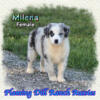 Milena - AKC / ASDR Mini Merle Female Aussie Puppy