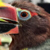 Alacari toucan rehoming