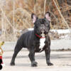 THIS IS A CHAMPION INTERNATIONAL FRENCH BULLDOG MALE 