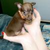 Miniature Female Chihuahua Puppy (Pending Pick-up Friday- 4/26/24.