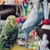 English  Budgies, recently weaned, Guilderland NY