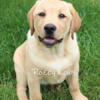 AKC English Yellow Lab Male Puppies Ready to Go