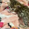 Savannah kittens new litters available for deposit