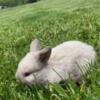 Female Sable Point Holland Lop Bunny