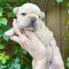 Cream Female French Bulldog puppy-gorgeous - Akc . - Goldie