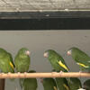Bee Bee/ Canary Wing Parakeet