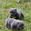 Ukc registered American Bully pups