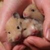 Syrian hamsters (hand tamed babies)