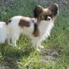 AKC Papillon Puppies Available !