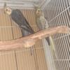 Breeder  pair and single  male and female cockatiel available  breeder.