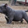 Micro male bully pups (amazing ped) UKC papers in hand
