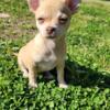 Chihuahua boys looking for homes