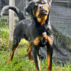 Rottweiler Male Youth