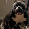 American Bully extreme STUD