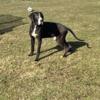 Great Dane young adult Hank