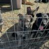 AKC German shepherd puppies! Price REDUCED