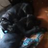 2 adorable 9 week old male black and White great dane PUPS,