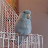 Baby parrotlets for adoption