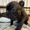 Frenchton puppies available