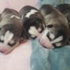 Siberian Husky Puppies! Ready To Go End of June 2024