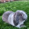 Mini Lop Bunny For Sale
