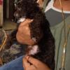 Two Toy Poodle Puppies!