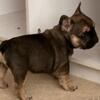 Sable with tan points female French bulldog puppy