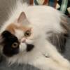 Eyes CatchingCalico Persian with breed rights