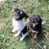 Jack Russell Terrier black/white male pup Ready Now!